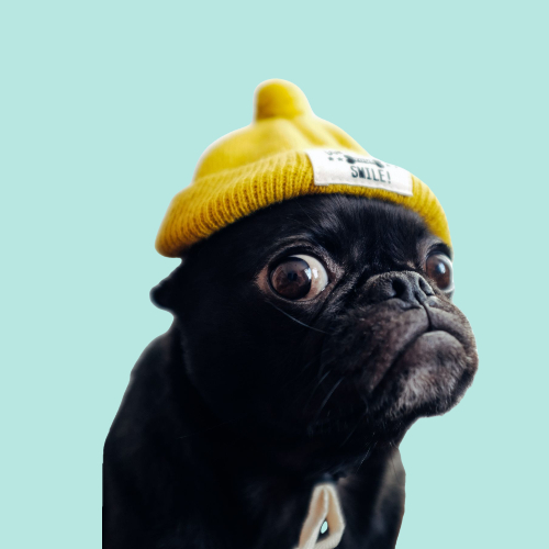 모자 쓴 퍼그 이미지