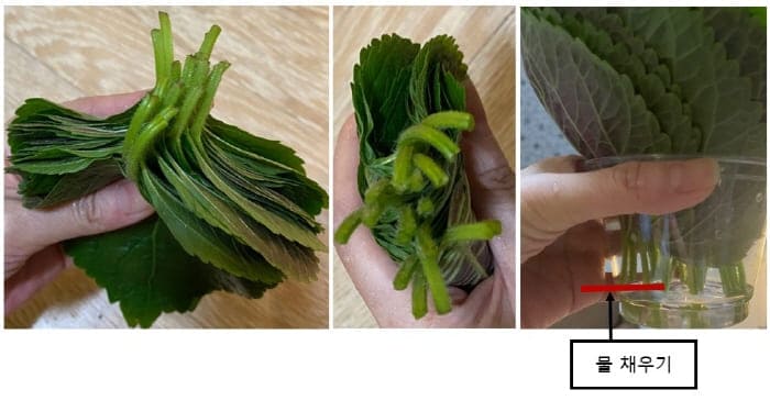 깻잎보관하기
