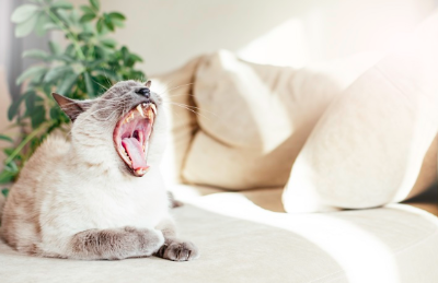 햇볕이 잘 드는 방에서 하품을 하는 고양이