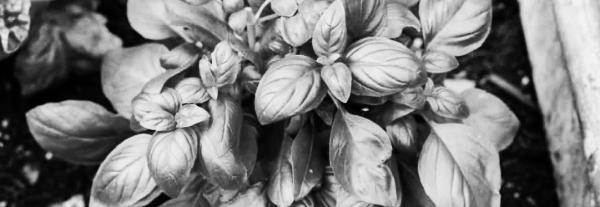 바질 씨앗 재배