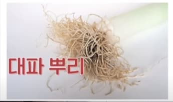 대파뿌리