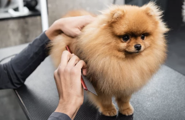 포메라니안/출처:어도비스톡