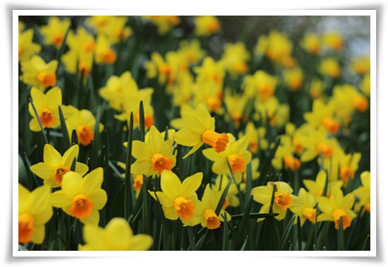 &quot;수선화&quot; 봄의 향기를 담은 마음을 따뜻하게 해 주는 봄의 전령사!