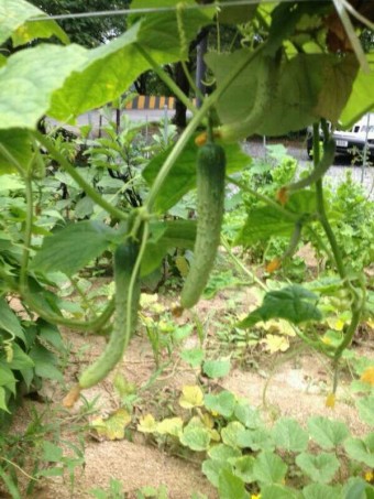 공익직불금 신청하기