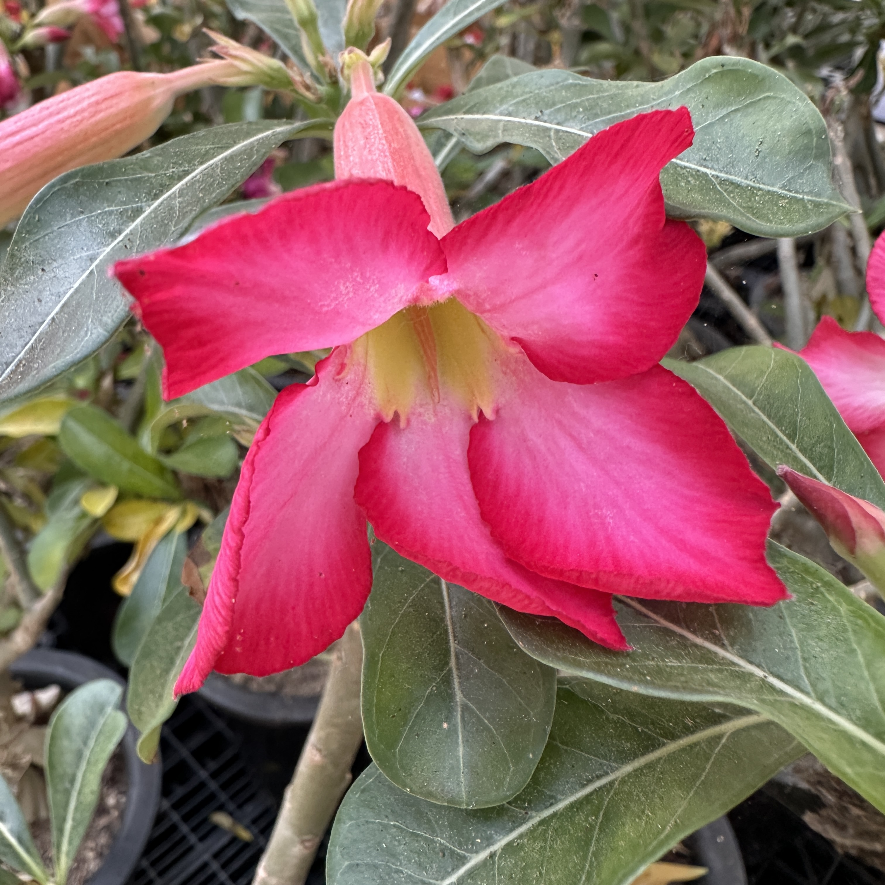 사막의장미 아데니움 크게 대품 키우기