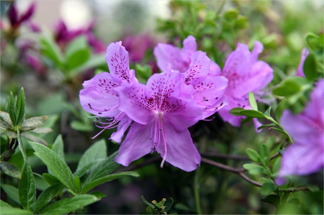 하나은행 정기예금 금리