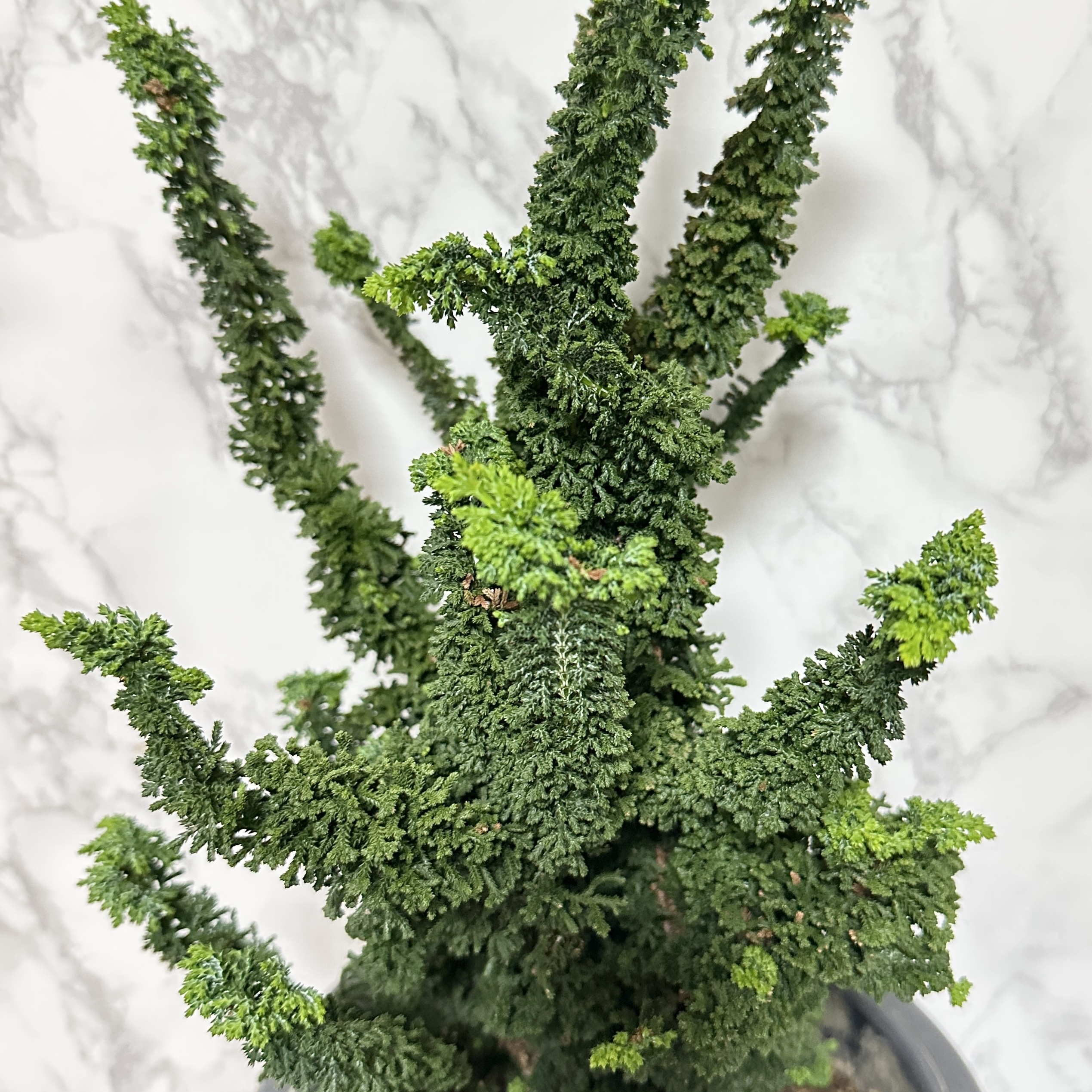 석화회 키우기 나무 분재 삽목