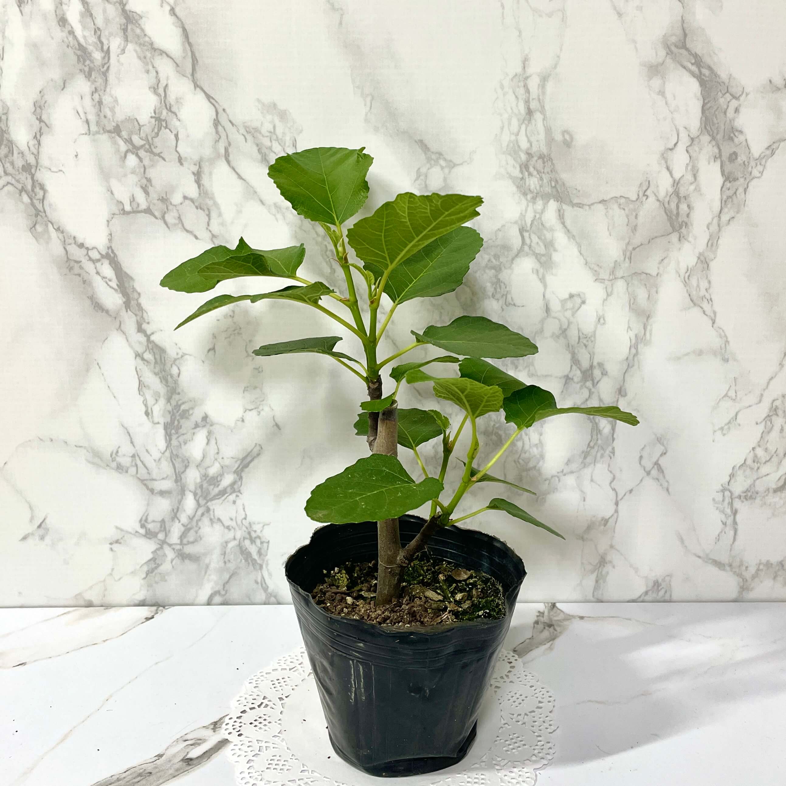 무화과나무 키우기