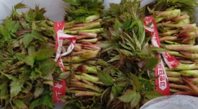 눈개승마 이미지