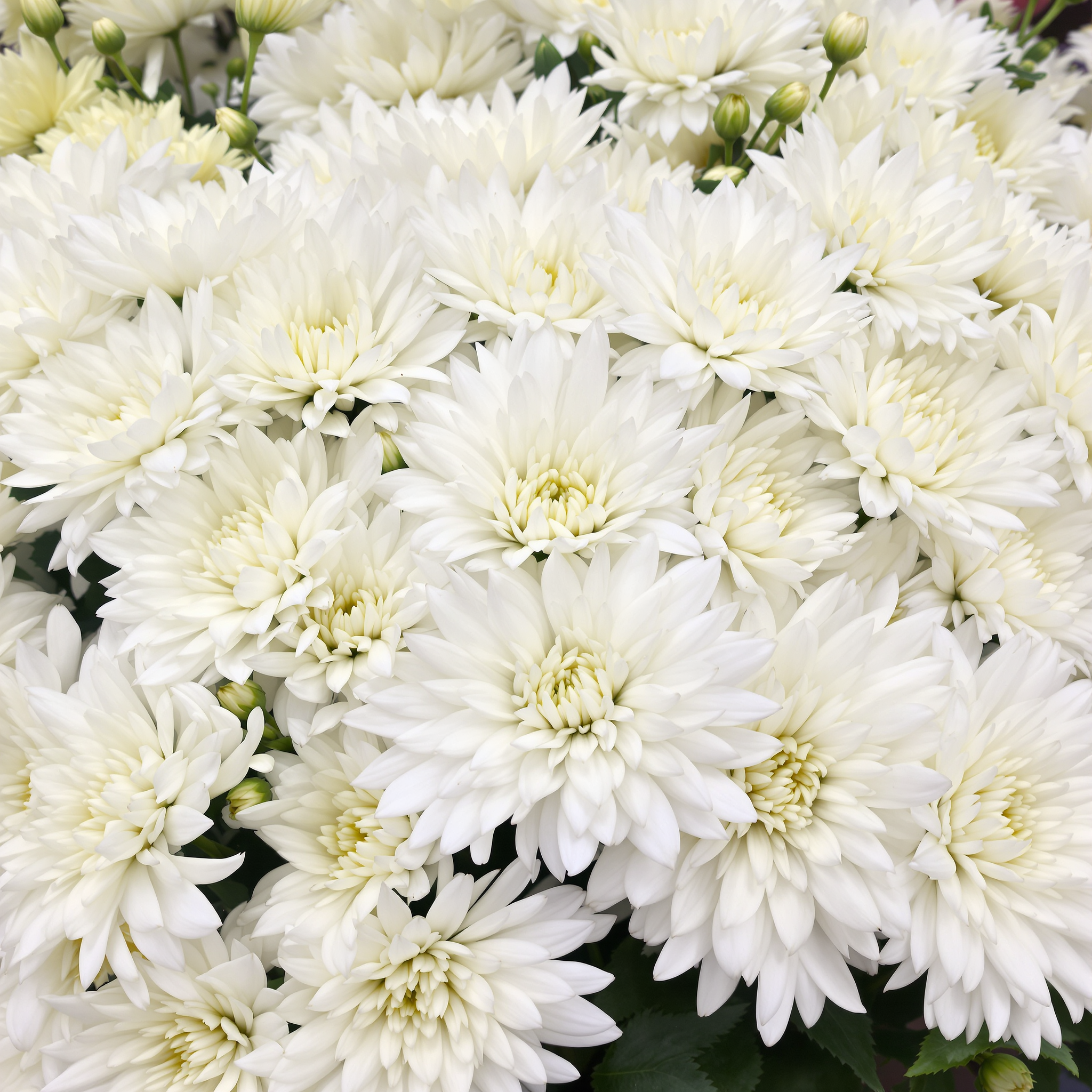 조문 관련 국화 사진