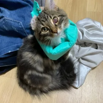 고양이 주요 눈 질환 7가지 증상 원인 치료법_9
