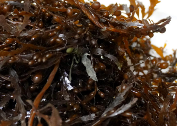 2월 제철음식 모자반 알아보기