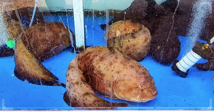 백반기행 60년 노포 문희경 편 곰치국 문어볶음 장치조림 울진 맛집 소개