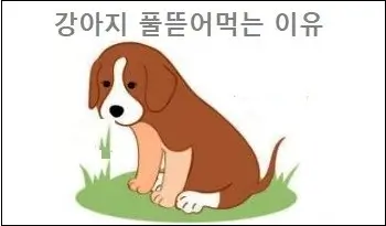 강아지 풀뜯어먹는 이유