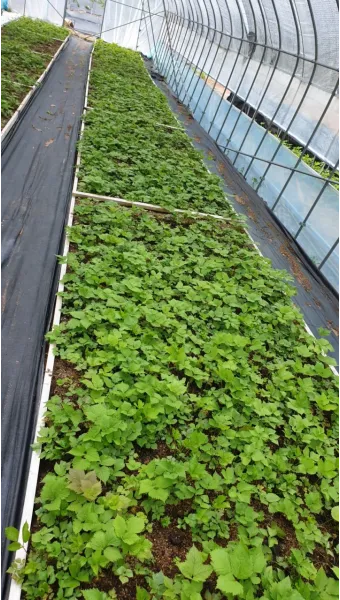 참나물 재배 반그늘 키우기 물 관리 잎 수확_4