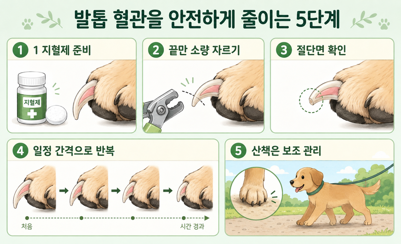 강아지 발톱 혈관 퀵을 안전하게 줄이는 5단계 관리 순서