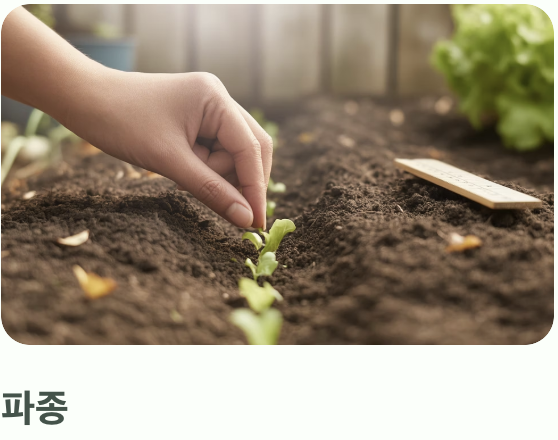 초보자도 OK! 파종과 솎아주기