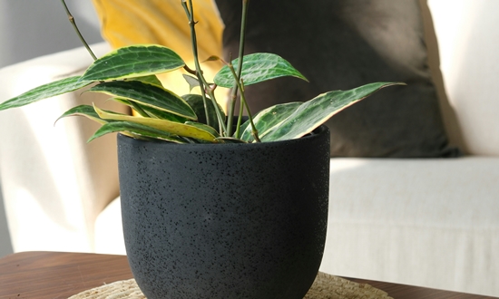 아름다운 자태 매력적인 향기 호야꽃 특징/종류/향기/꽃말/의미/인테리어