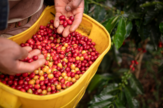 내 입맛에 맞는 커피 원두 찾기 – 아라비카 vs 로부스타