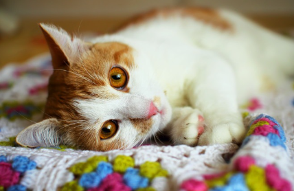 누워서 이쪽을 보는 고양이.