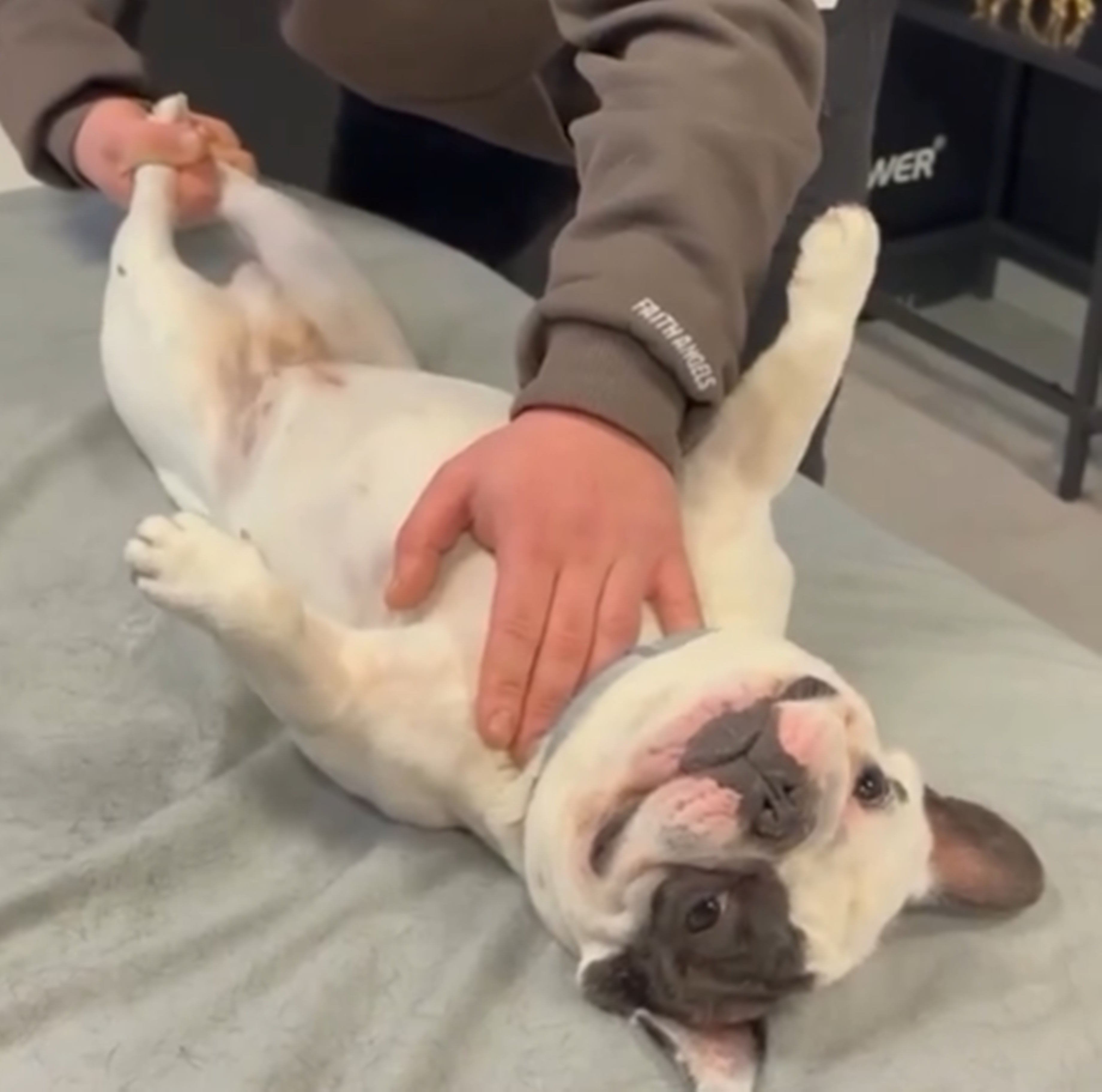 강아지다리마사지