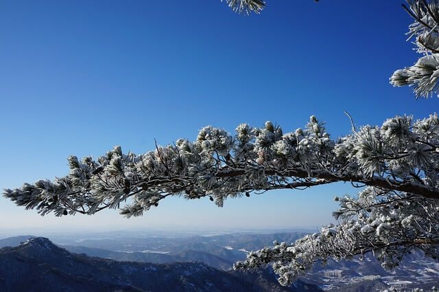 마이코플라스마 폐렴