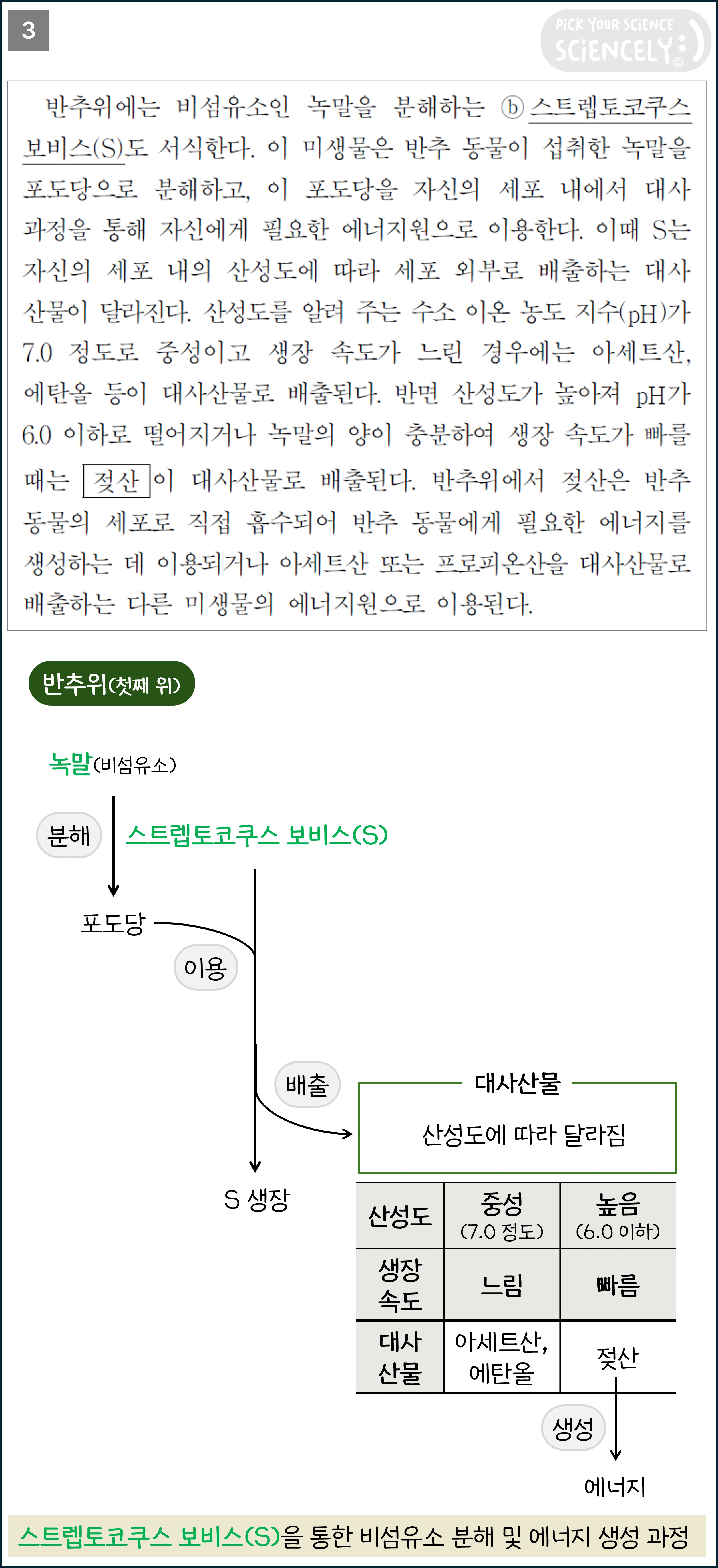 국어 독서 과학기술, 국어 비문학 과학기술, 17학년도 수능 Q33-36, 반추동물의 탄수화물 분해, 3문단