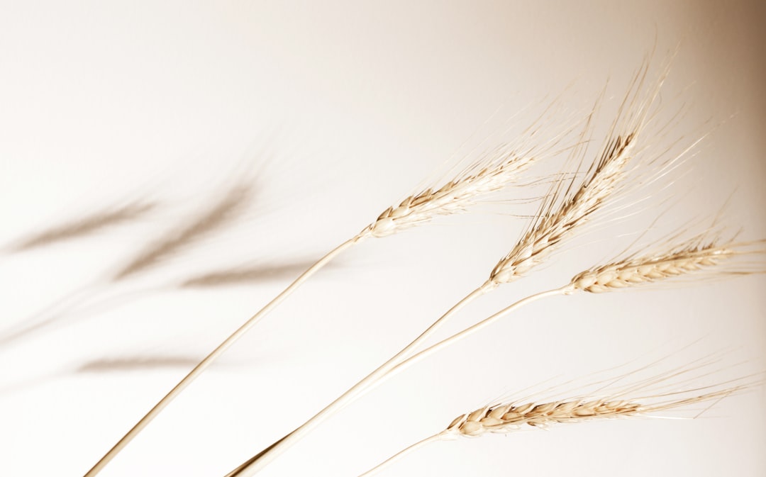 Oat benefits