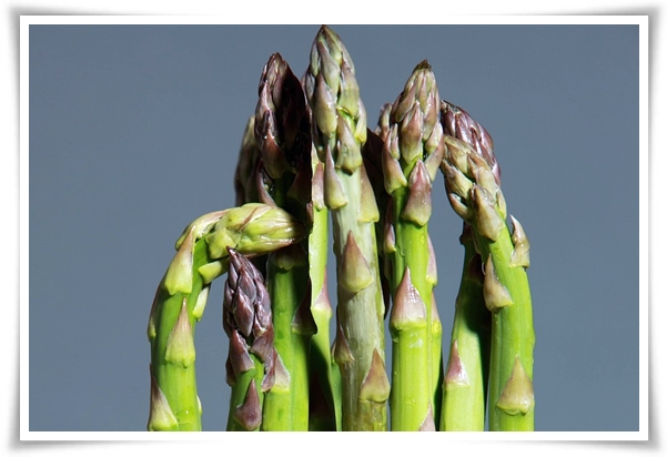 텃밭 "아스파라거스 기르기" 한 번 심으면 10년 동안 거두는 황금 채소!