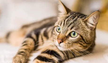 고양이를 위해 주인이 할 수 있는 세 가지 포인트