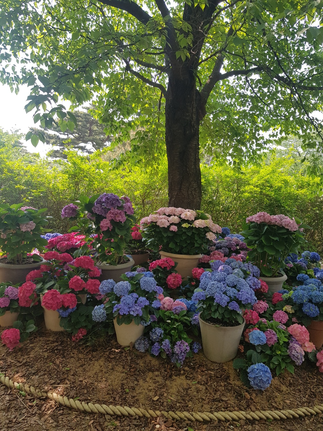 2026 남한산성 벚꽃 명소.주차.이용꿀팁 알아보기