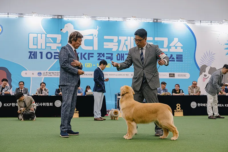대구 국제 도그쇼