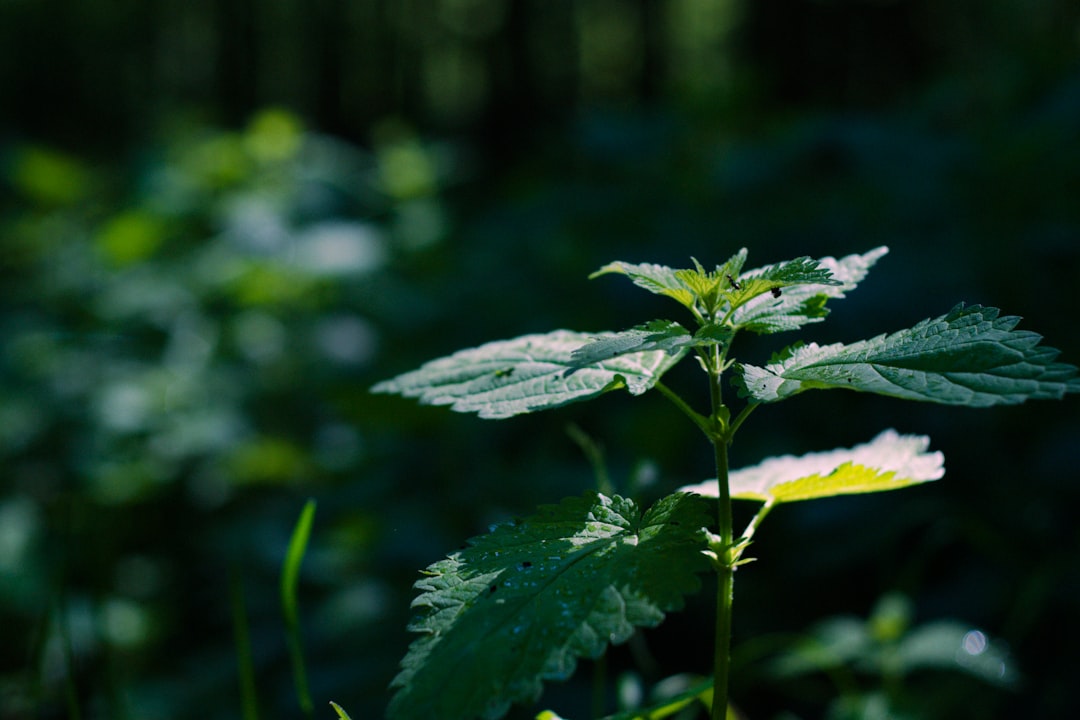 Nettle