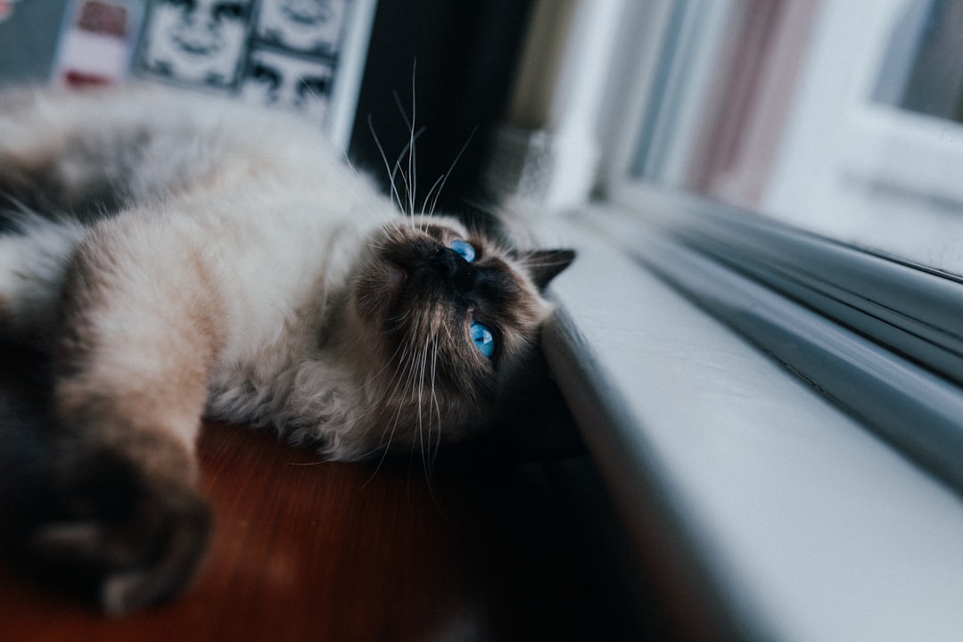 Fluff