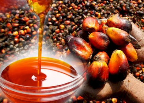 붉은 야자유(Red Palm Oil)