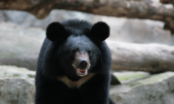 반달가슴곰&amp;#44; 지리산의 기적은 계속될 수 있을까?｜멸종위기 야생동물 복원 이야기