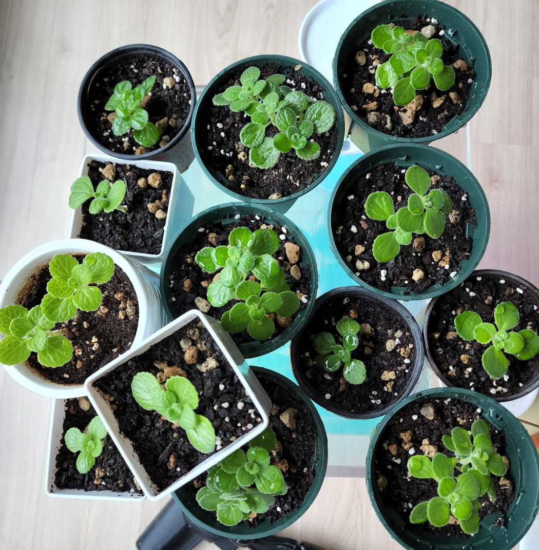 순따기후 화분에 삽목해둔 장미허브