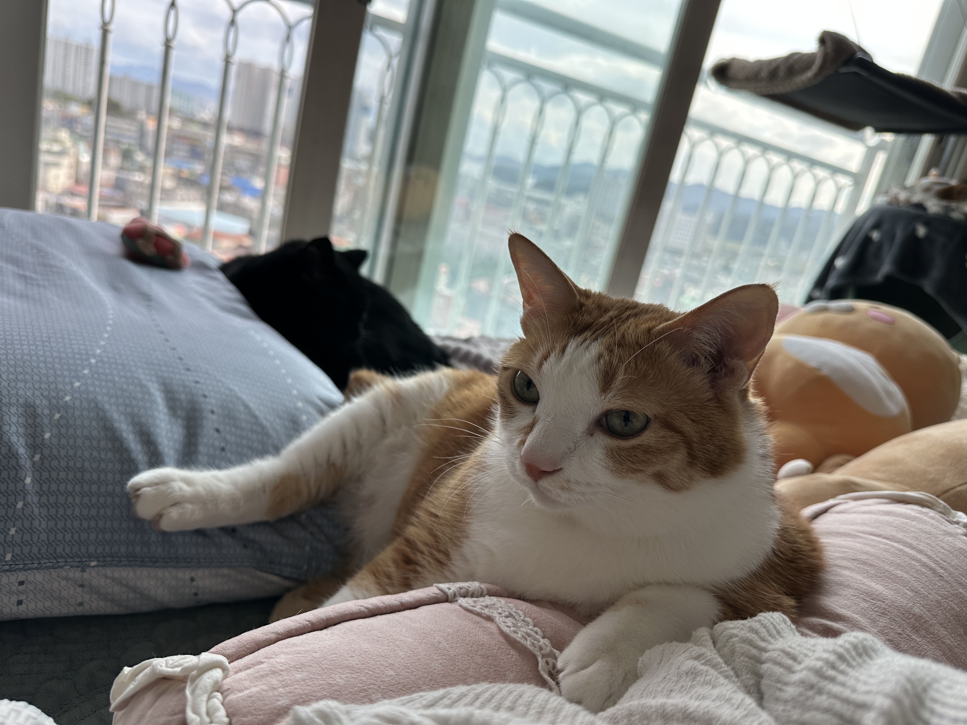 잠시_생각중인_호야