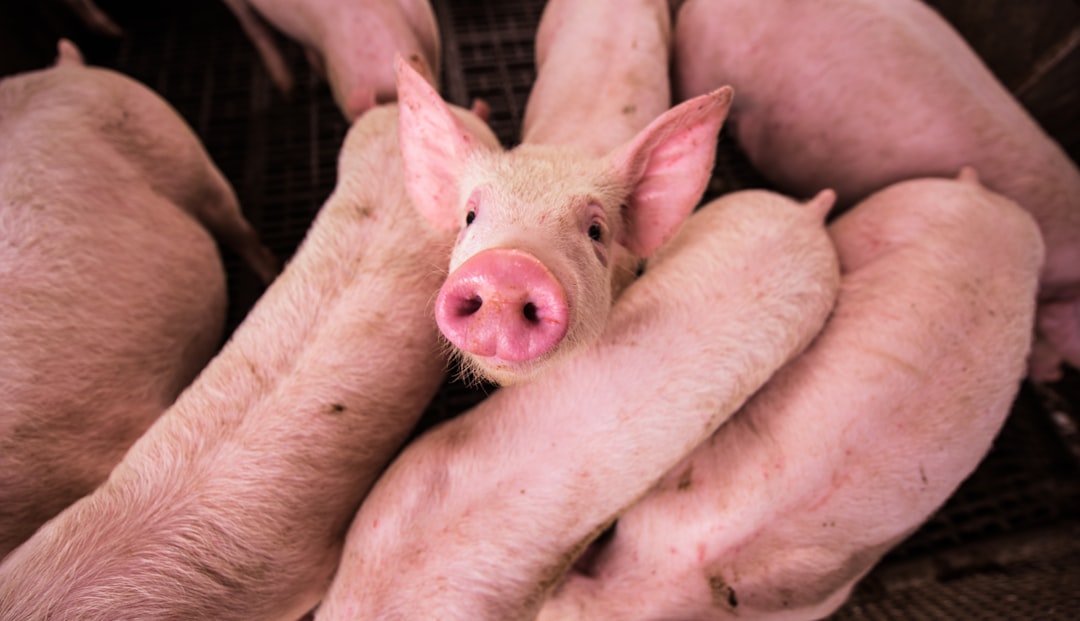 Pig