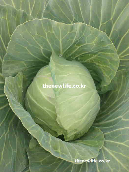 양배추 효능 항산화 작용 비타민 C 성분