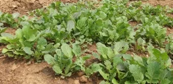 순무 재배 봄 가을 파종 비료 절감 키우기 요령_7