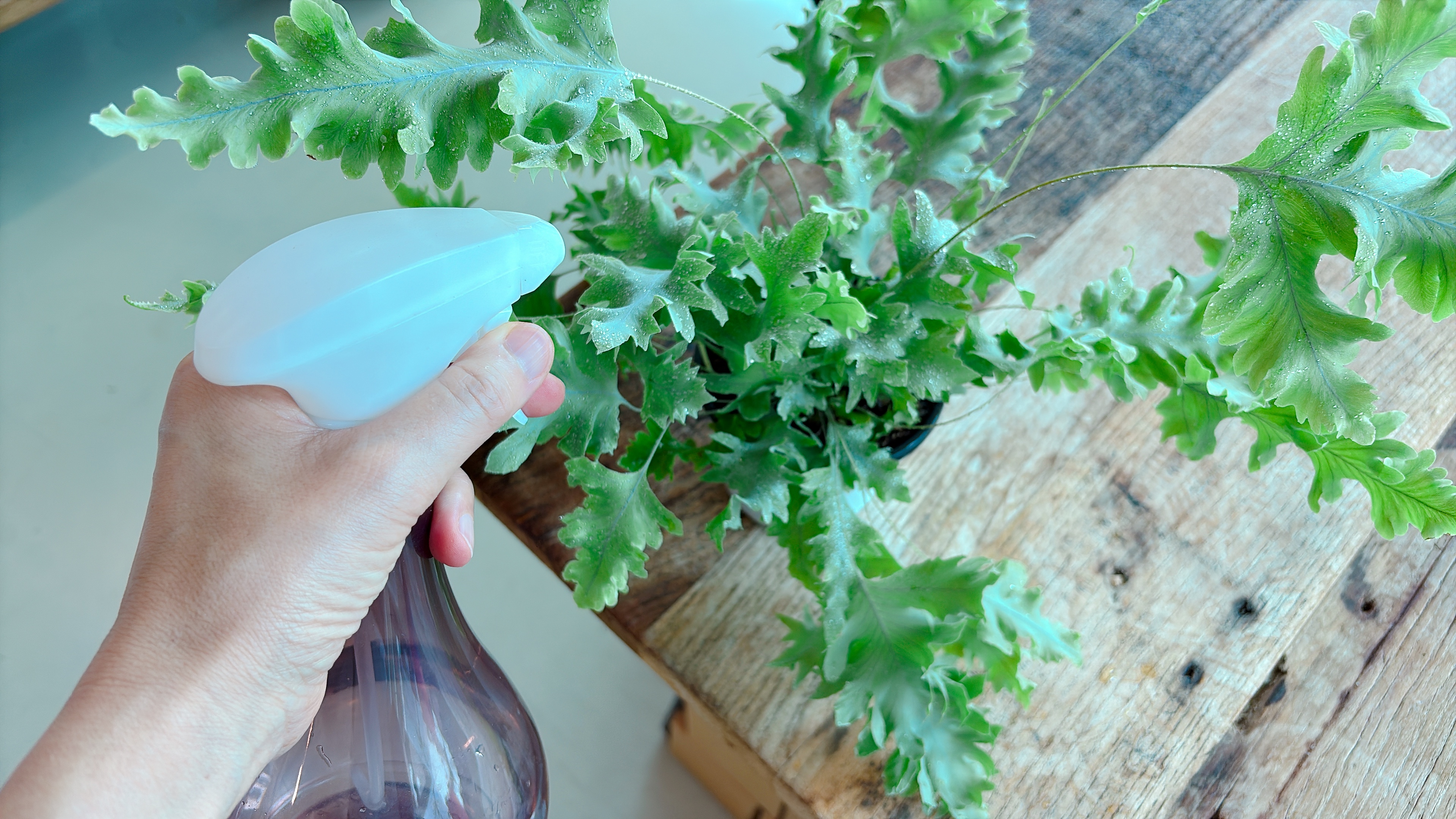 다바나고사리-공중분무-물주기