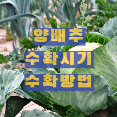양배추 수확시기, 수확방법, 저장방법 알아보기 썸네일