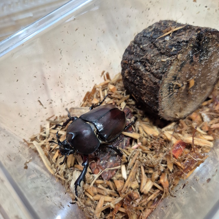 애완곤충 장수풍뎅이