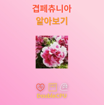 겹페츄니아 꽃말 및 탐구