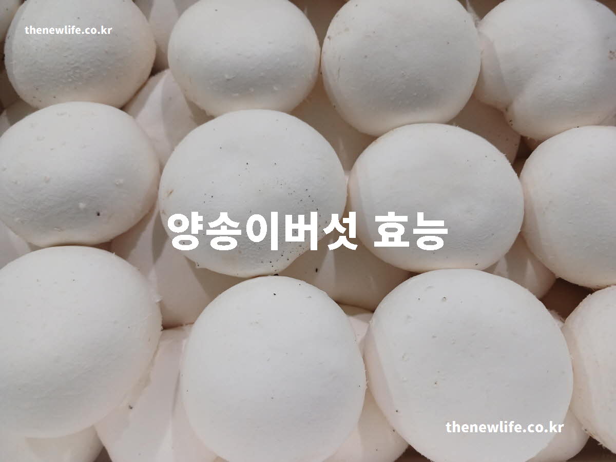 양송이버섯 효능 대표 실사진