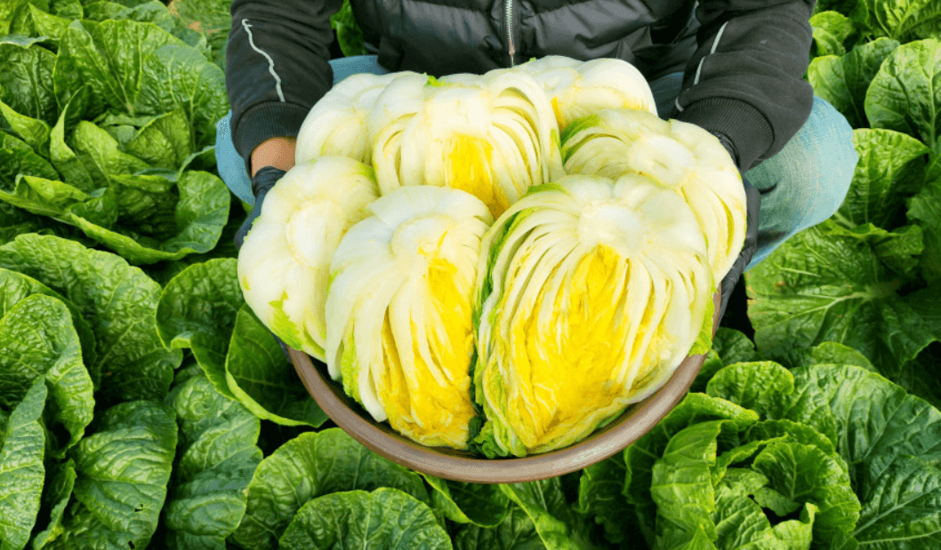 해남 절임배추 사진