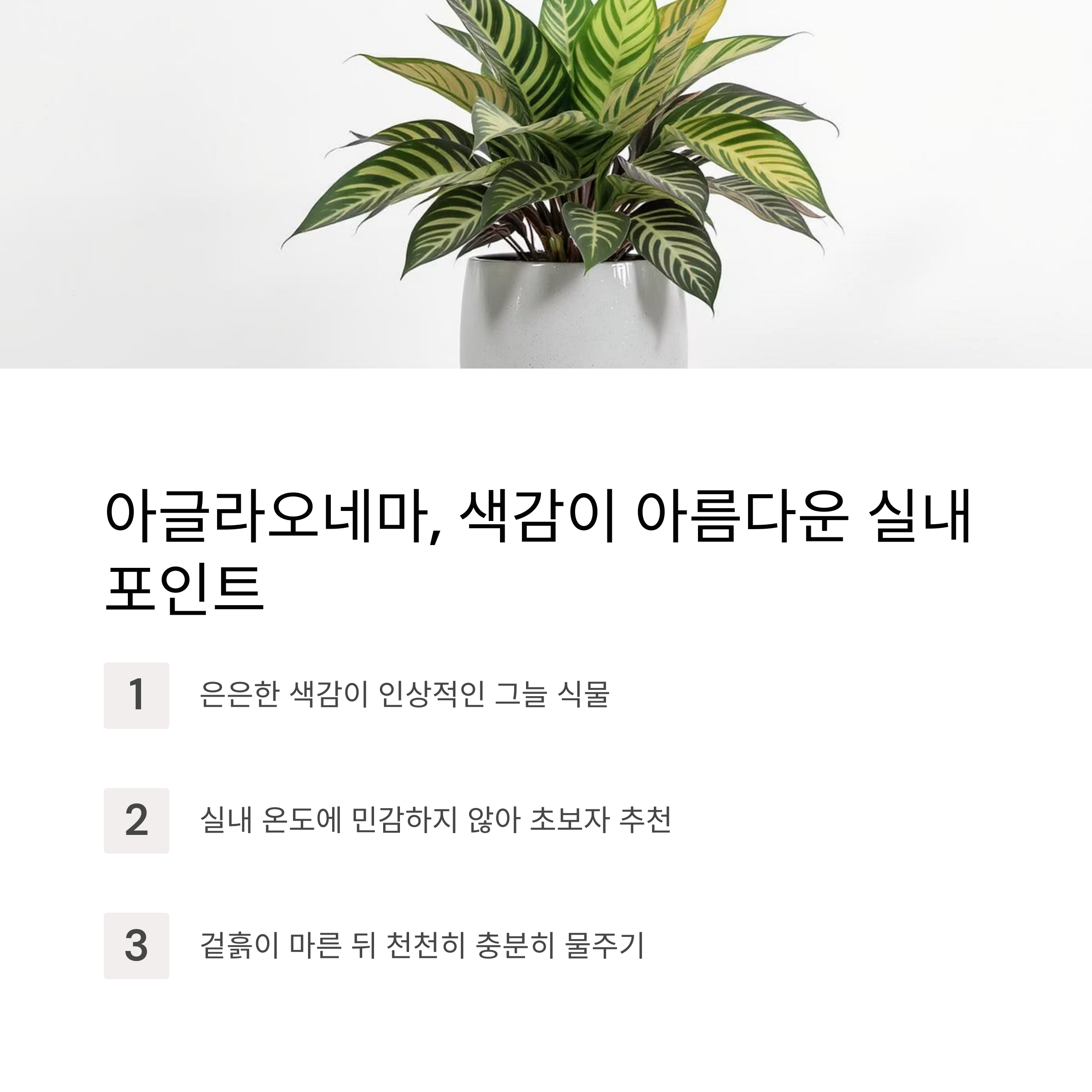 아글라오네마