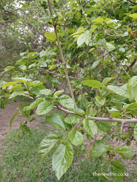 초봄 뽕잎이 돋아나는 여의도 샛강 생태공원 – 뽕잎 효능과 당뇨 예방 정보에 적합한 실제 사진