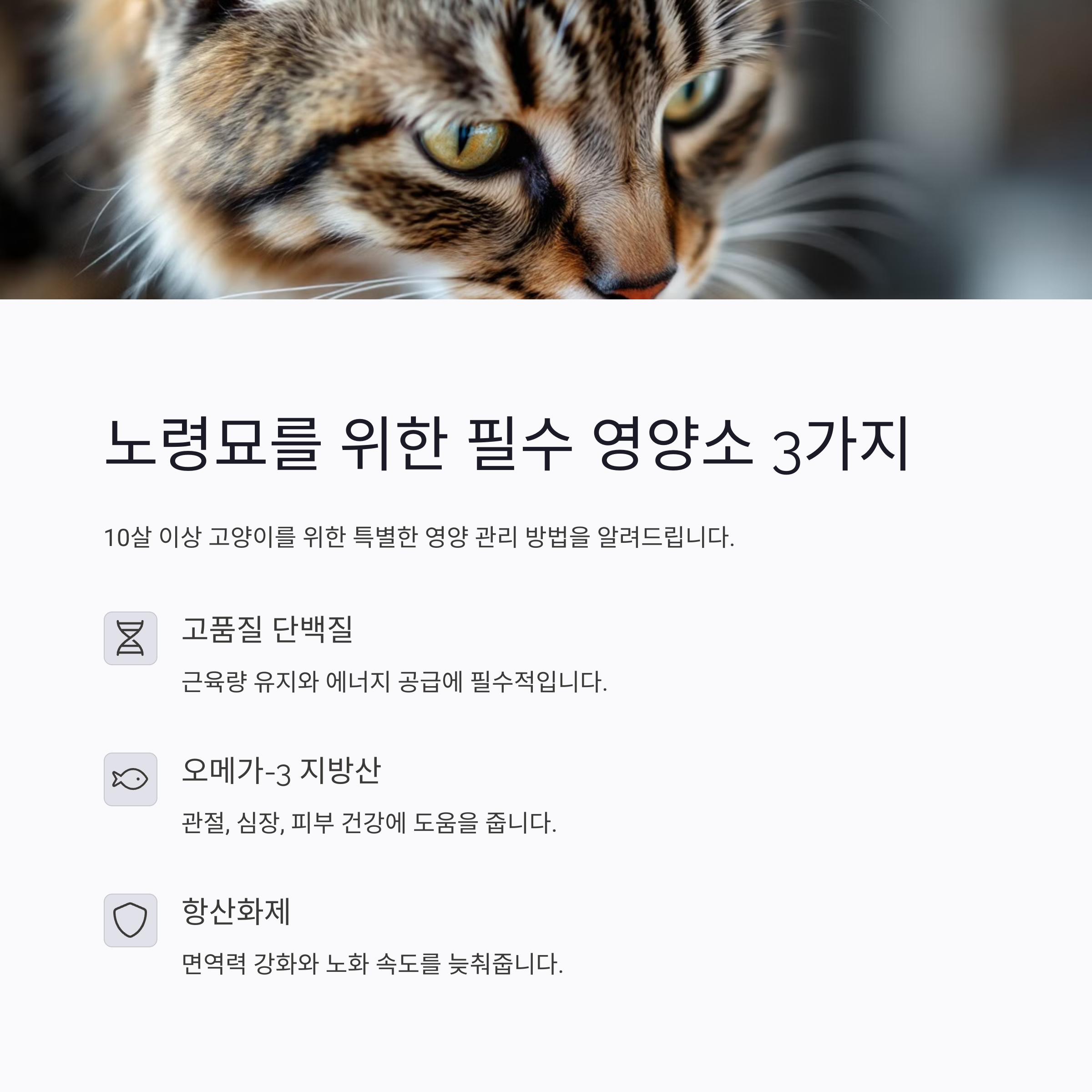 나이든 고양이 모습
